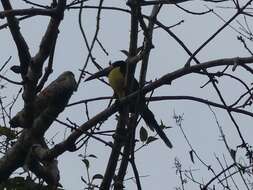 Image of Lettered Aracari