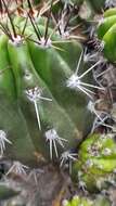 Echinopsis bridgesii Salm-Dyck resmi