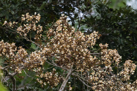 Image of Eriotheca macrophylla (K. Schum.) A. Robyns