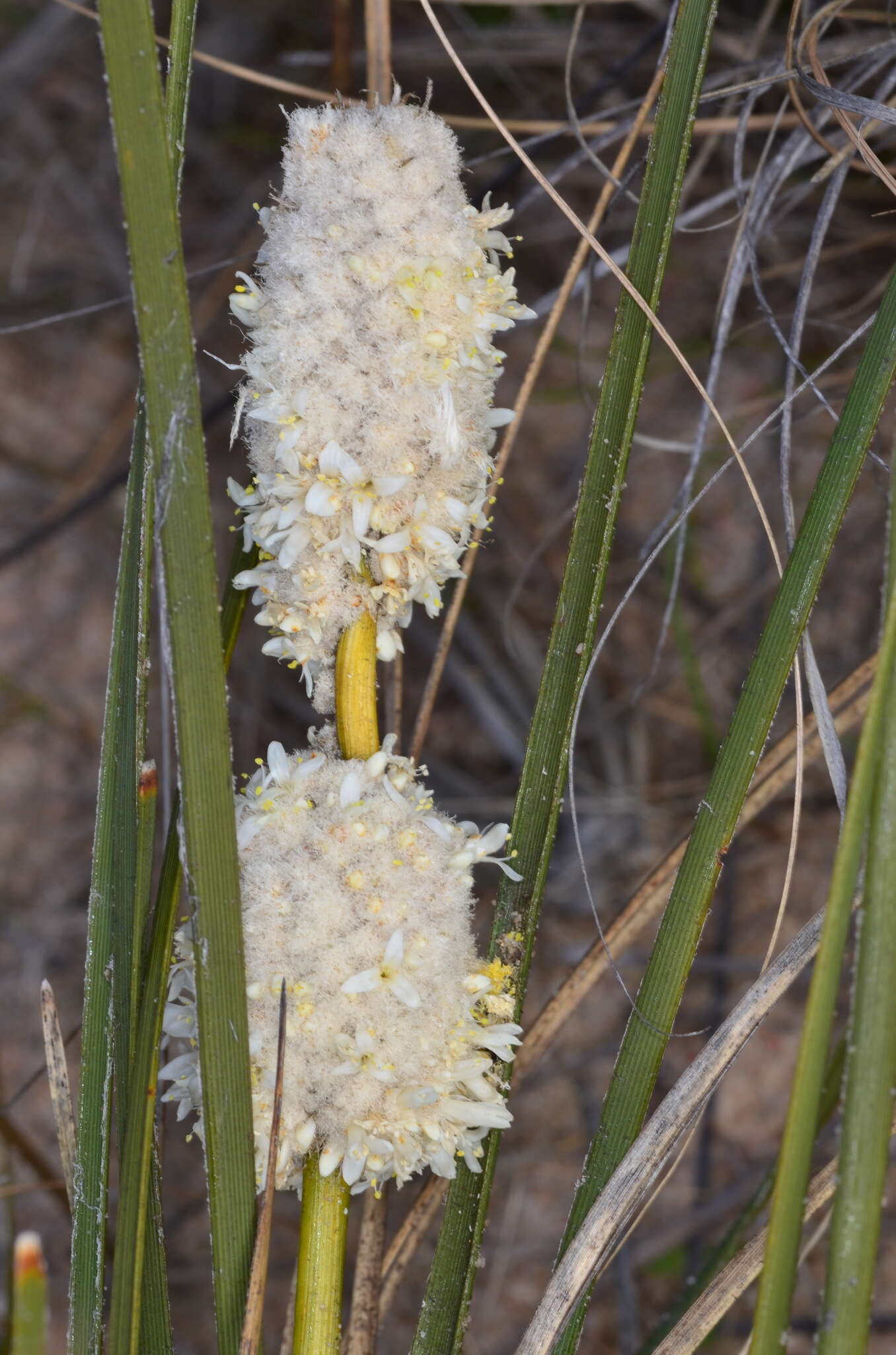 Sivun Lomandra leucocephala subsp. robusta A. T. Lee kuva