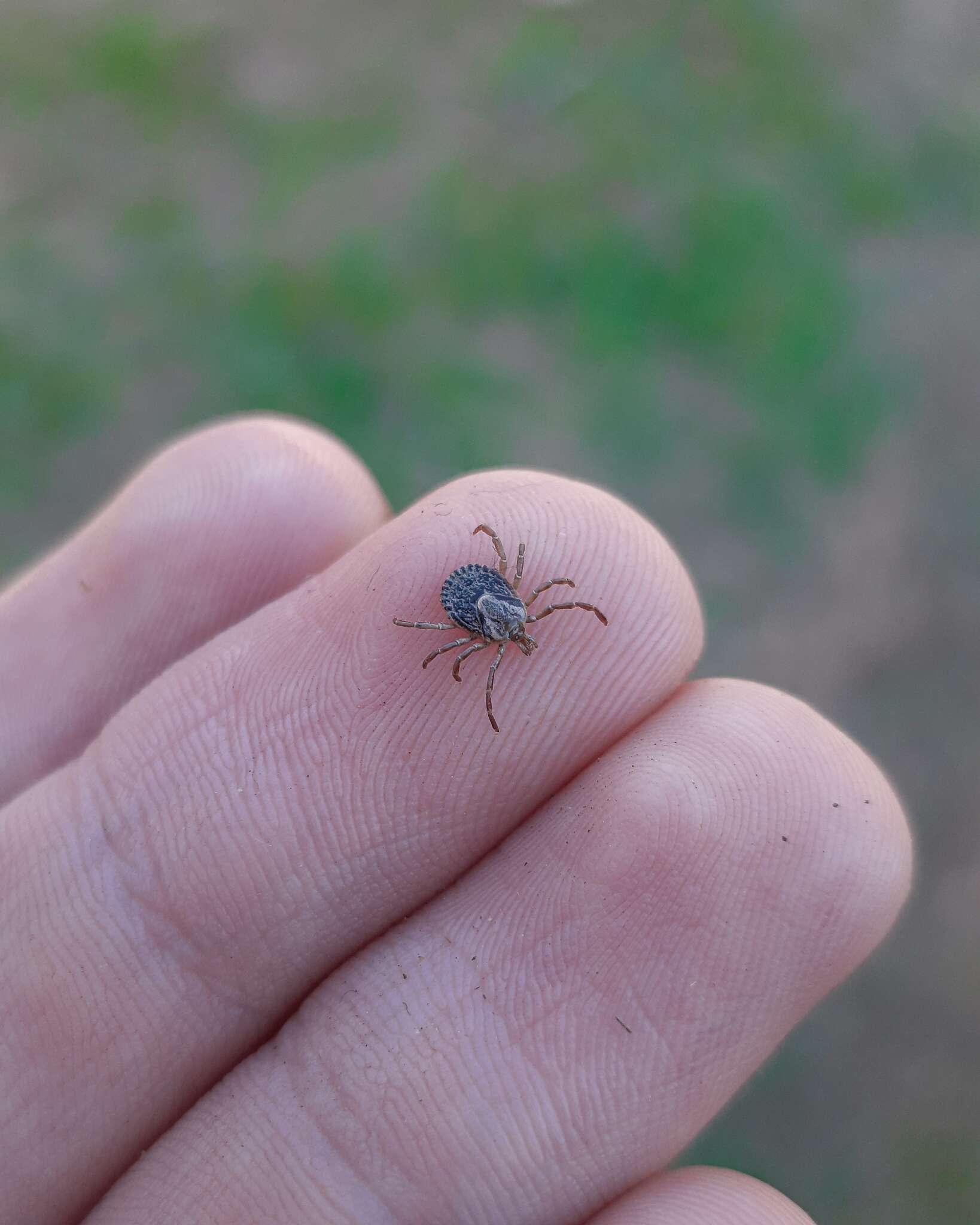 Image of Cayenne tick