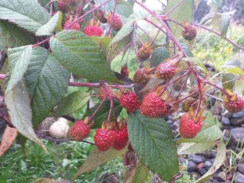 Image of Andes berry