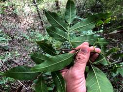 Imagem de Alectryon subcinereus (A. Gray) Radlk.