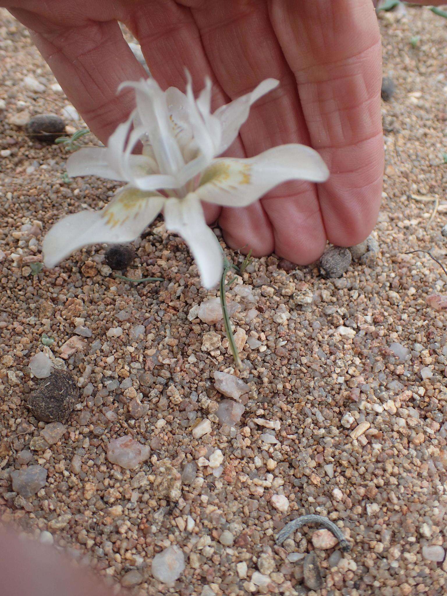 Image of Moraea fugax subsp. filicaulis (Baker) Goldblatt