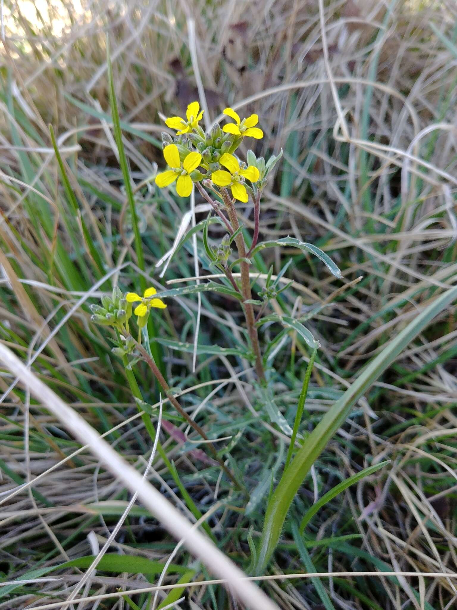 Image of Erysimum crepidifolium Rchb.