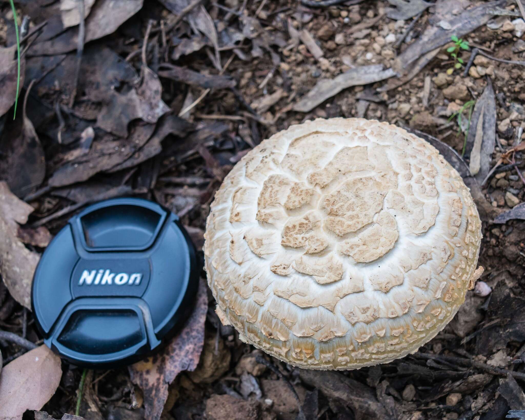 Image of Amanita ochrophylla (Cooke & Massee) Cleland 1924