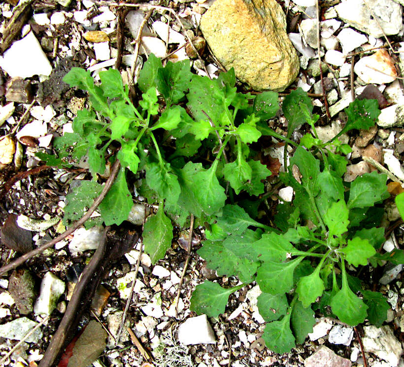 Image of Solanum retroflexum Dun.