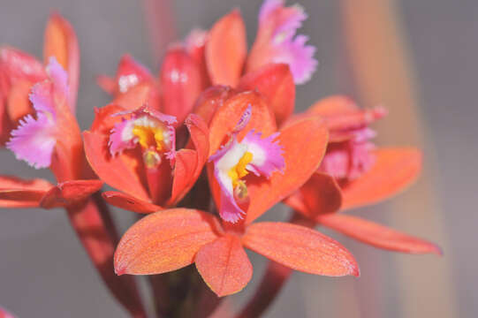 Image of Epidendrum holstii