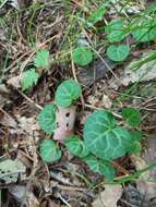 Image of Pyrola renifolia Maxim.