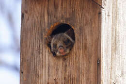 Image of Japanese Giant Flying Squirrel