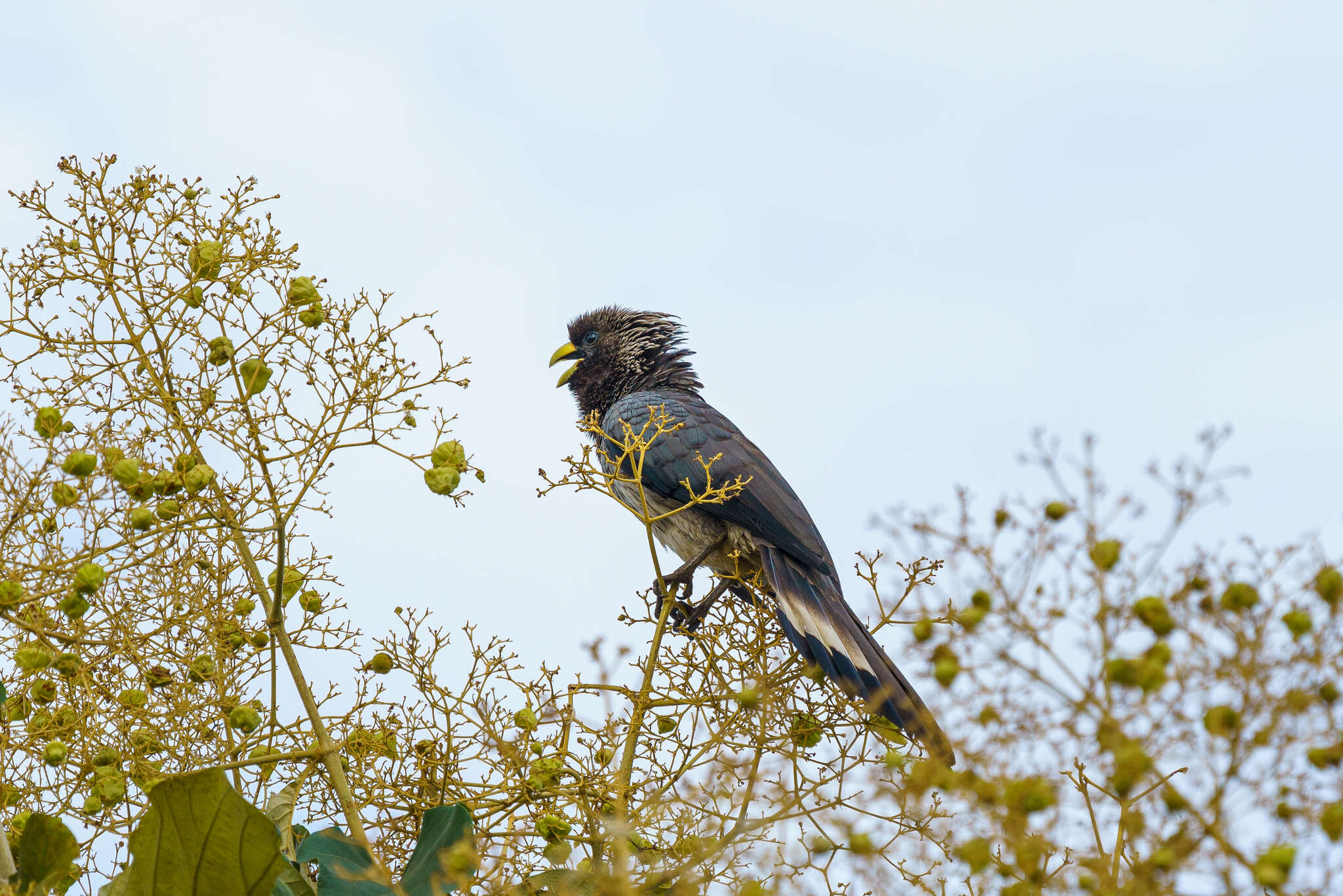 Image of Eastern Plantain-eater