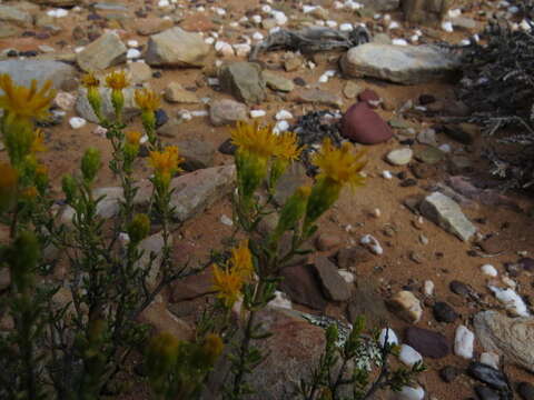 Image of Pteronia pallens L. fil.