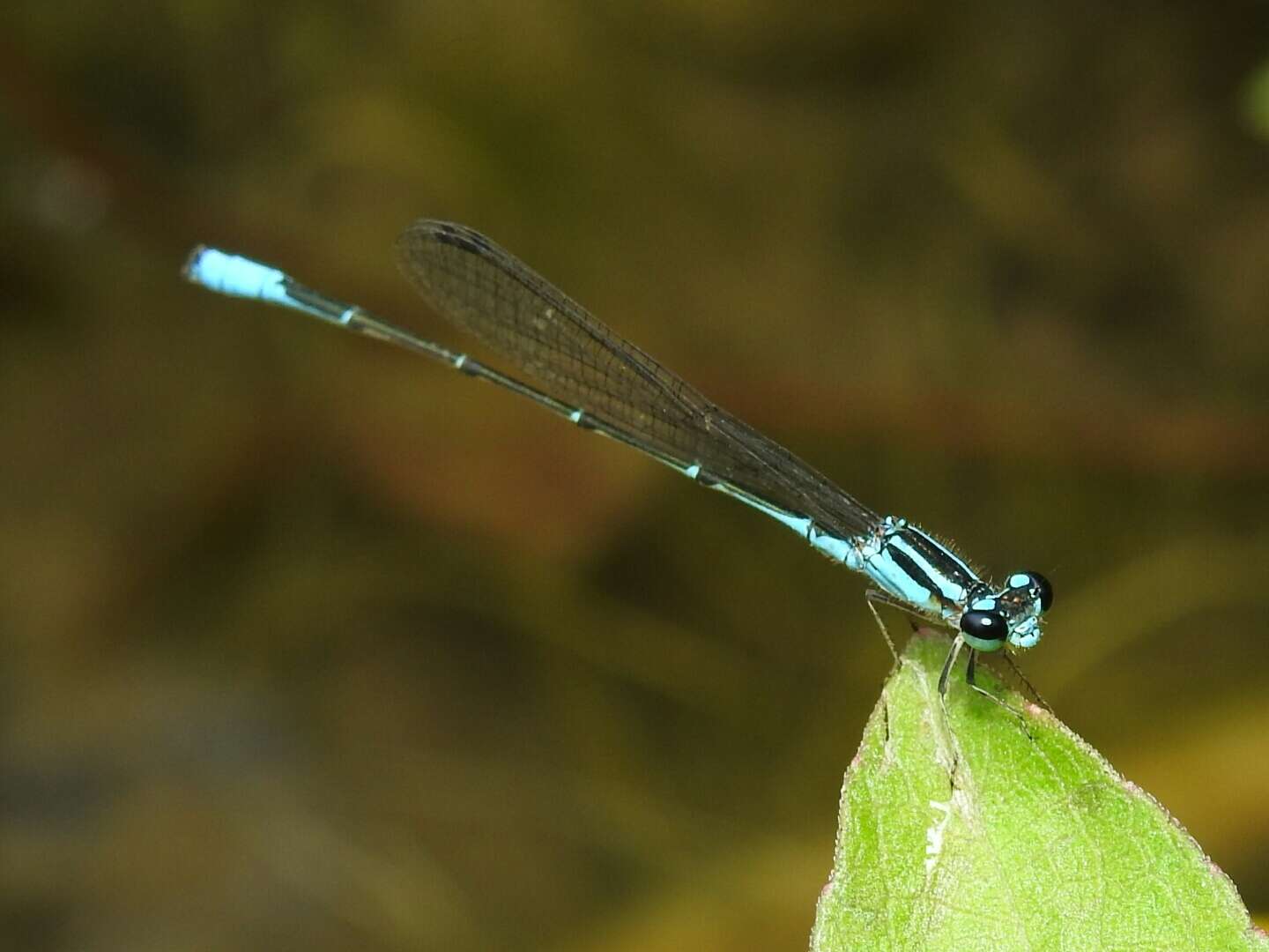 Image of Acanthagrion quadratum Selys 1876