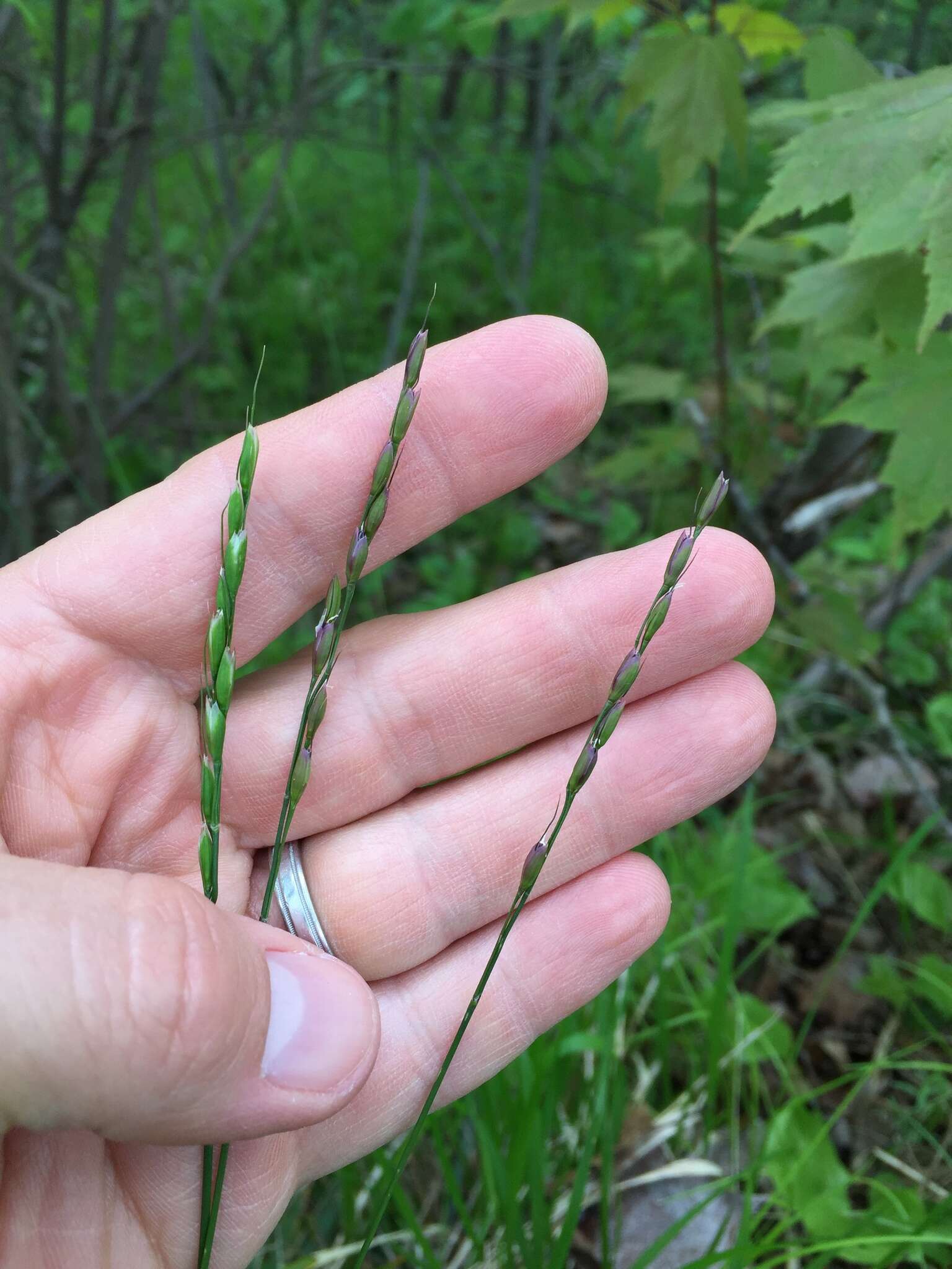 Image of roughleaf ricegrass