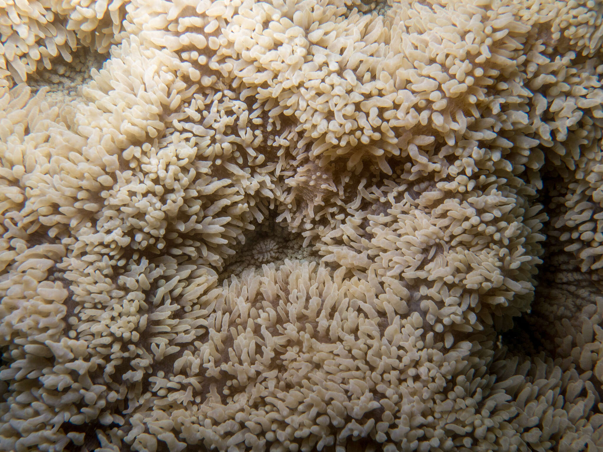 Image of lobed cactus coral