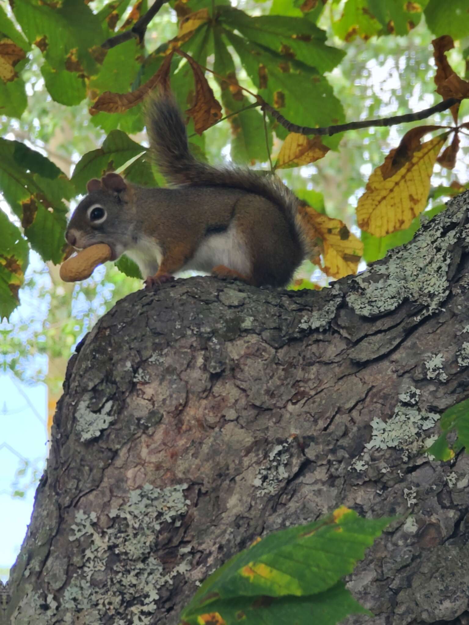 Image of Tamiasciurus hudsonicus gymnicus (Bangs 1899)