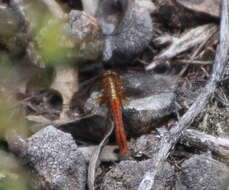 Image of Red Percher Dragonfly