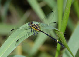 Imagem de Austrogomphus bifurcatus Tillyard 1909