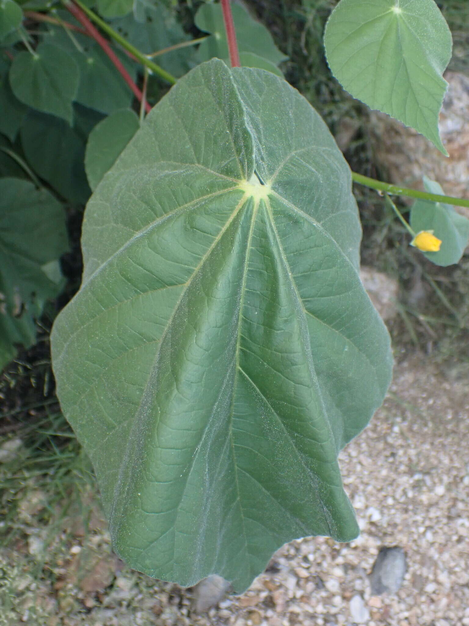 Image of yellowflower Indian mallow