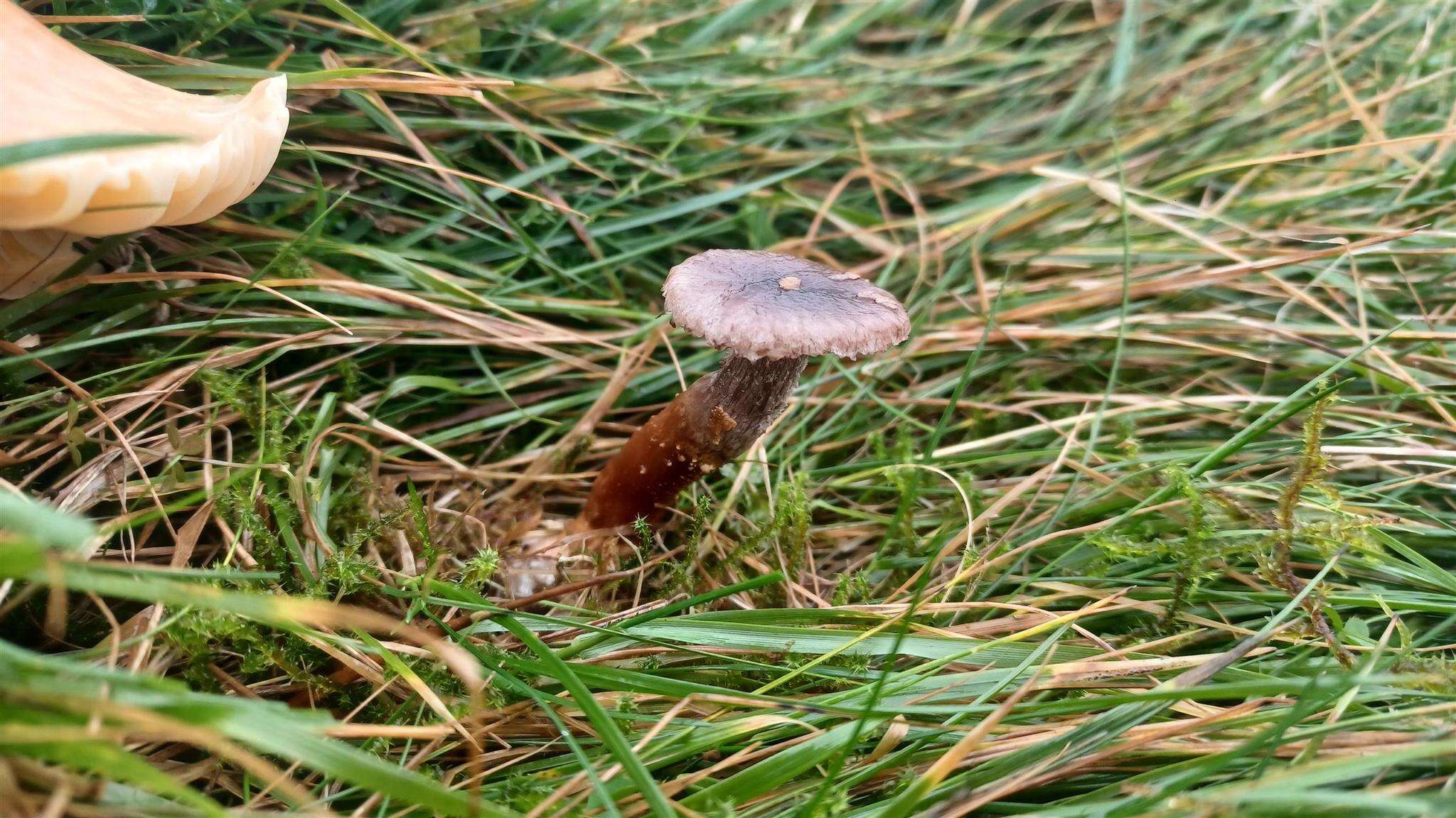 Image of Squamanita paradoxa (A. H. Sm. & Singer) Bas 1965