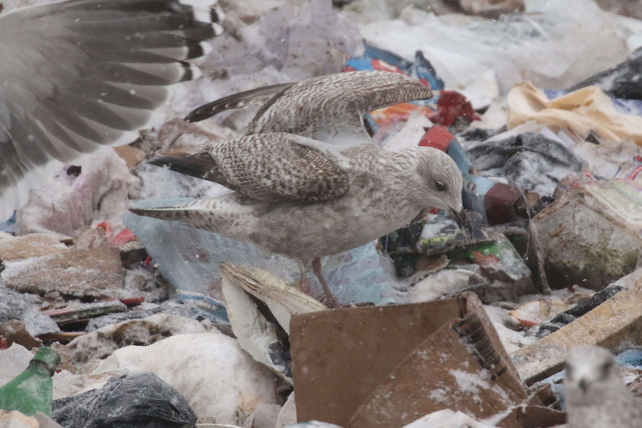 Слика од Larus argentatus argenteus Brehm, CL & Schilling 1822