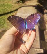 Imagem de Morpho aega