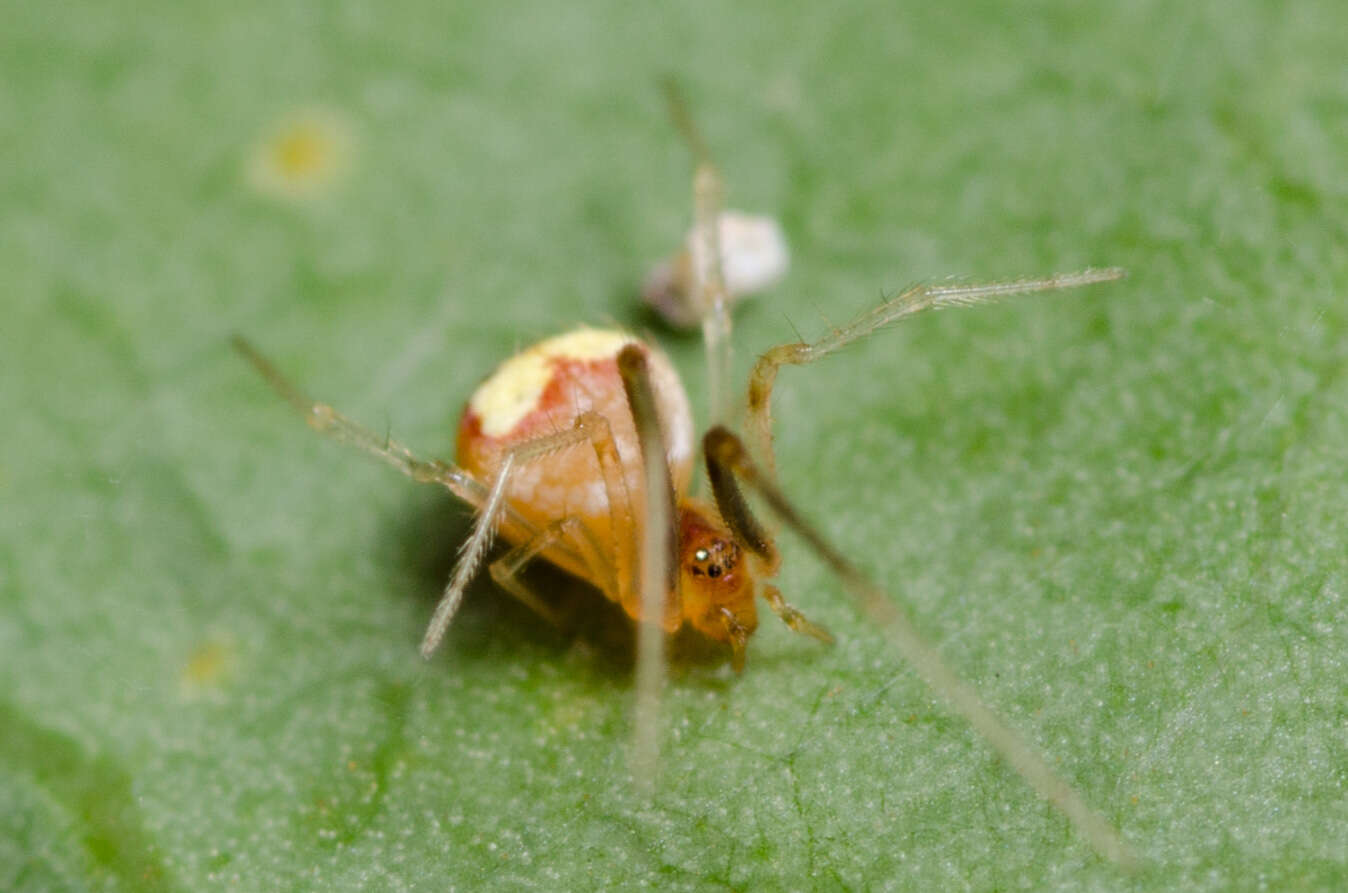 Image of Theridion flavonotatum Becker 1879