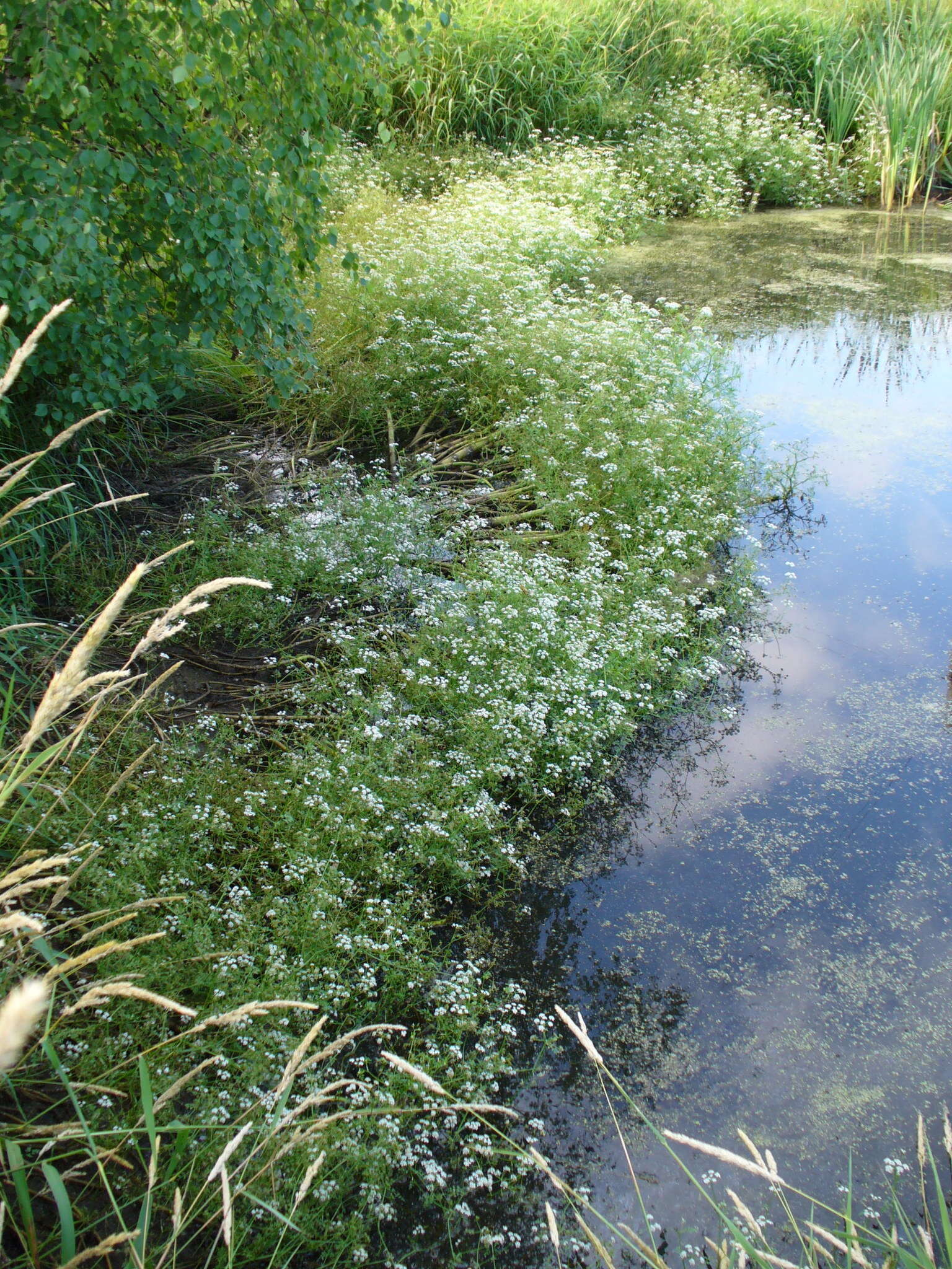 Image of Fine-leaved Water-dropwort