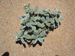 Image of Euploca ovalifolia (Forsk.) Diane & Hilger