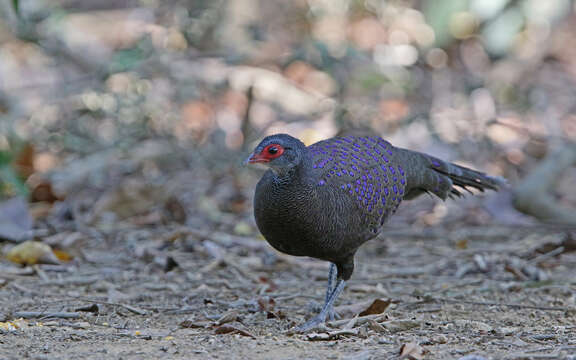 Image of Germain's Peacock-Pheasant