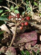 Image of Ardisia primulifolia Gardner & Champ.