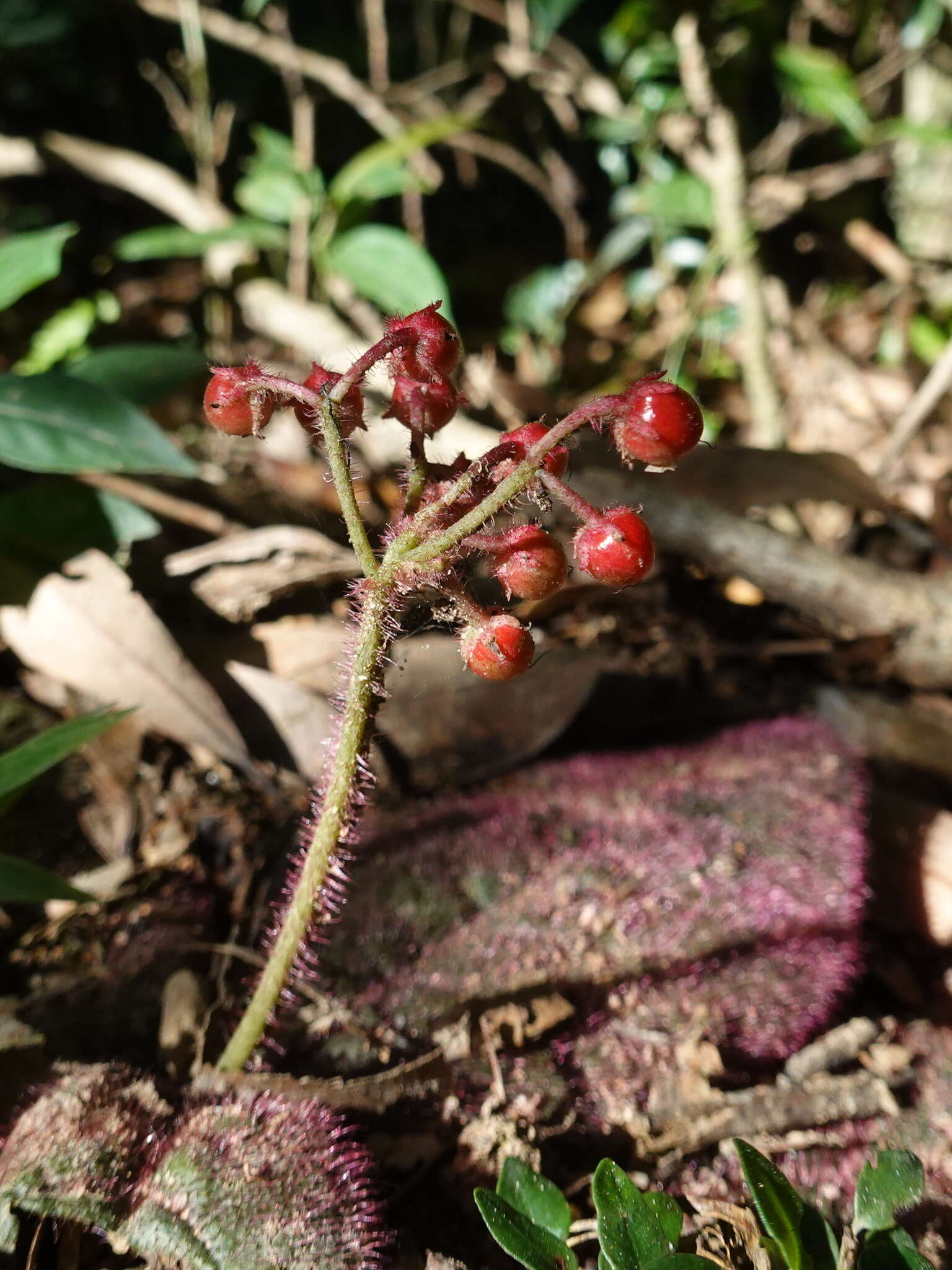 Image of Ardisia primulifolia Gardner & Champ.