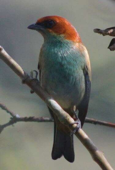 Image of Black-backed Tanager