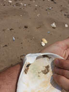 Image of Atlantic surf clam