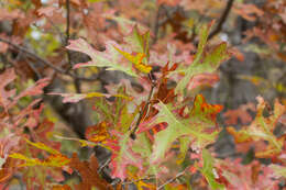 صورة Quercus buckleyi Nixon & Dorr