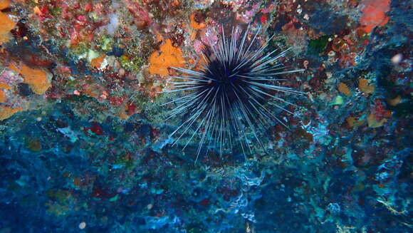 Image of Diadema africanum Rodríguez, Hernández, Clemente & Coppard 2013