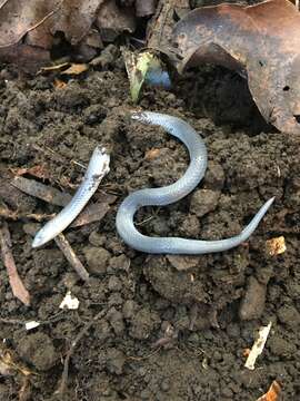 Image of Hoffmann's Earth Snake