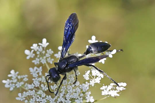 Image of Isodontia philadelphica (Lepeletier de Saint Fargeau 1845)