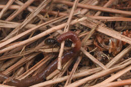 Image of <i>Ectomomyrmex javanus</i>