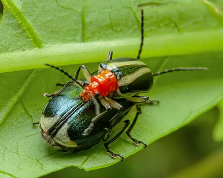 Image of Lema apicalis