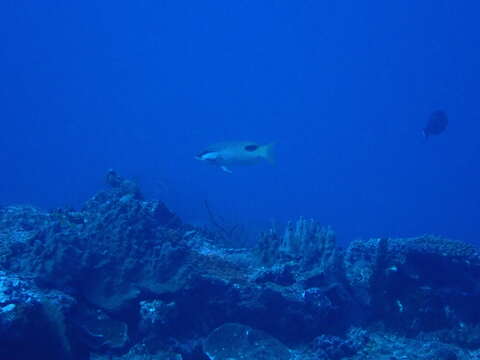 Image of Blackspot wrasse