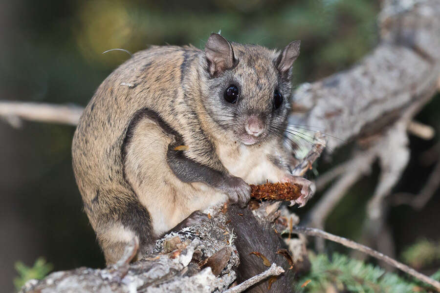 Image of American Flying Squirrels