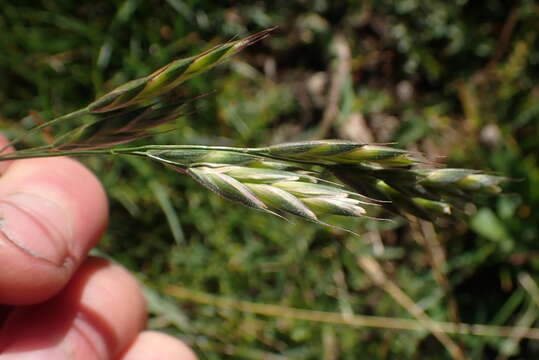 Image of Bromus lithobius Trin.