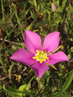 Image of Texas star