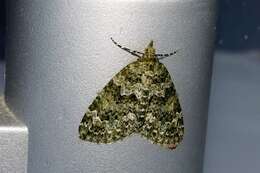 Слика од Chloroclysta miata Linnaeus 1758