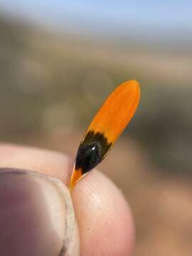 Image of beetle daisy