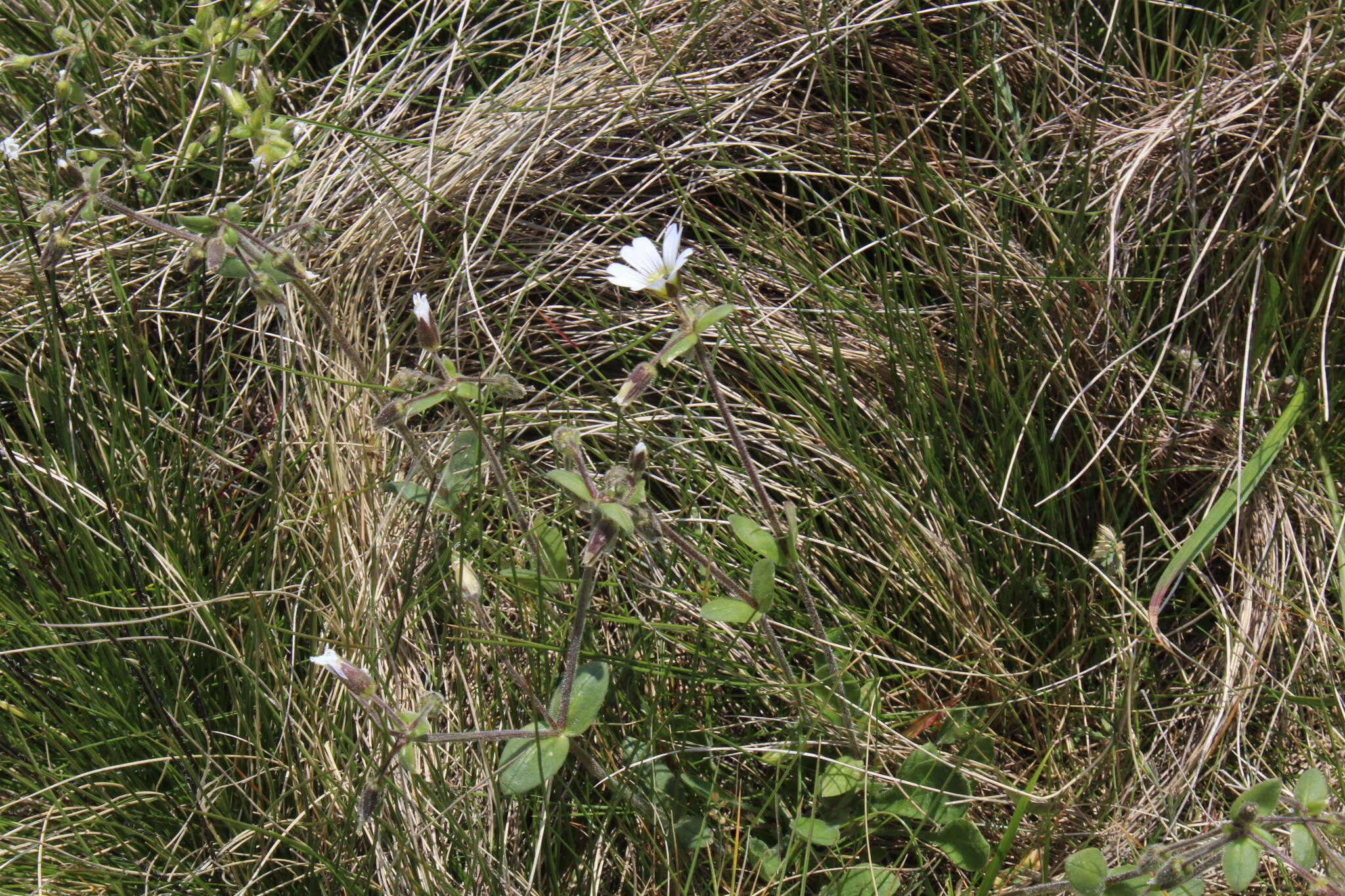 Image of Cerastium purpurascens Adams