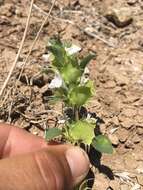 Image of heartleaf thorn-mint