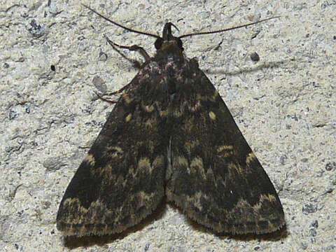 Image of Idia lubricalis Geyer 1832