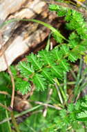 Image of Acaena echinata Nees